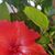 Bibi Husain's profile image