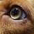 Patches Dowey's profile image
