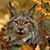 Lorraine Soria's profile image