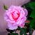 Christine Mann's profile image