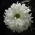 Rosina DiPrinzio Delp's profile image