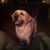 Patti Ann's profile image