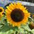 Wilhelmina Visser's profile image