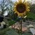 Catherine Marie Green's profile image
