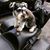 Bowser Schnauzer's profile image