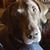Betsy Chambers's profile image