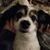 Annick G Le Parque's profile image