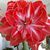 Sandra Glanton's profile image