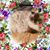Melody Leese's profile image