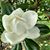Patti Pangburn Stebbins's profile image