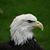 Liz Backlund Danielson's profile image