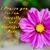 Denise DuPriest Ellege's profile image