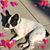 Deena Smaniotto's profile image