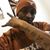 Dante Burks's profile image