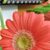 Karen Newton Reiman's profile image