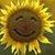 Carol A. Wood's profile image