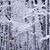 Lisa Duncan Holsopple's profile image