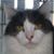 Loryn Adelizzi's profile image