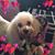 Sandy Allebaugh's profile image