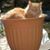 Lynne Ober's profile image