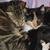 Barbara Gibbs's profile image