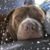 Katrina Willard's profile image