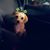 Cyndie Yeomans's profile image