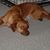 Anne Harrell Tribble's profile image