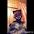Erin Freeman's profile image