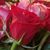 Carmen Solis's profile image