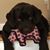 Vecchi Farm's profile image