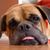 Glynys Wood's profile image