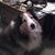 Rick McCauley's profile image