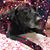 Teresa Shank's profile image