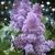 Mary Ann Walledom Strickling's profile image