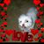 Annie Wolff's profile image
