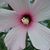 Diane Charvat's profile image