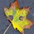 Caren Echelbarger's profile image