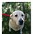 Lotti Dotti's profile image