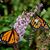 Mary Margaret Barbe's profile image