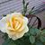 Nancy Marsh Rabine's profile image