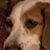 Melissa Dwyer-Laliberte's profile image