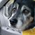 Conni Seurer Zingler's profile image