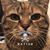 Tracy Young Allen's profile image