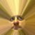 Peter Andrew Lorusso's profile image