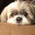 Lori Meeks Johnson's profile image