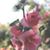 Hamish Gallowglass's profile image