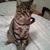 Deborah Aucoin's profile image