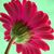 Christine Kelly's profile image