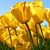 Nancy Spence's profile image